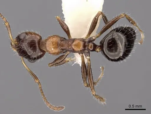 Myrmecorhynchus emeryi specimen CASENT0280537 image casent0280537_1