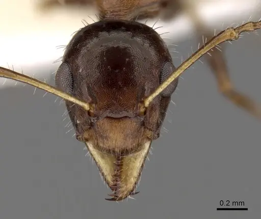 Myrmecorhynchus emeryi specimen CASENT0280537 image casent0280537_2