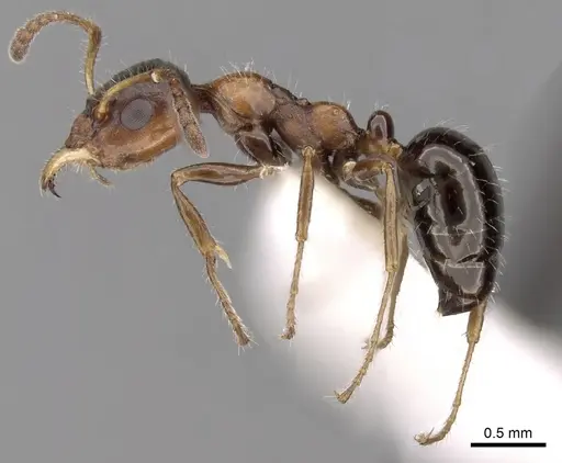 Myrmecorhynchus emeryi specimen CASENT0280537 image casent0280537_3