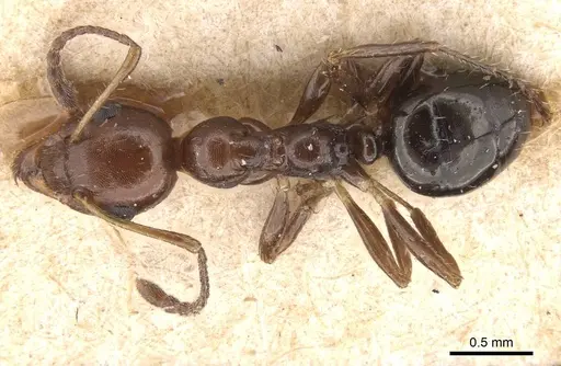 Myrmecorhynchus emeryi specimen CASENT0913670 image casent0913670_1
