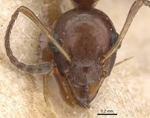 Myrmecorhynchus emeryi specimen CASENT0913670 image casent0913670_2