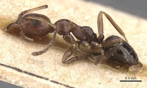 Myrmecorhynchus emeryi specimen CASENT0913670 image casent0913670_3