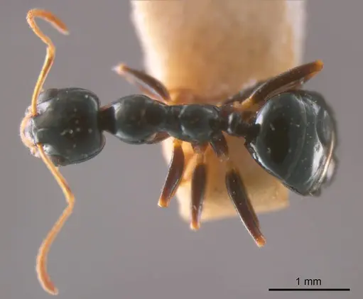 Myrmecorhynchus nitidus specimen ANTWEB1008213 image antweb1008213_1