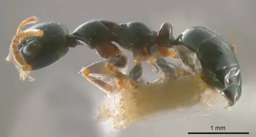 Myrmecorhynchus nitidus specimen ANTWEB1008213 image antweb1008213_2
