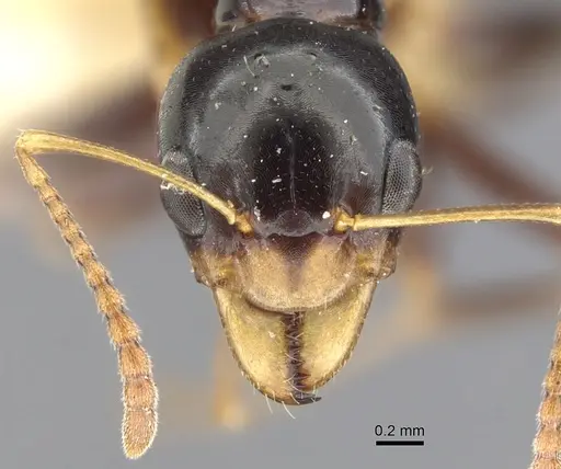 Myrmecorhynchus nitidus specimen CASENT0903254 image casent0903254_2
