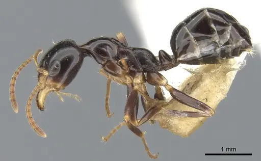Myrmecorhynchus nitidus specimen CASENT0903254 image casent0903254_3