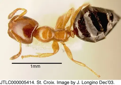 Myrmelachista ambigua specimen JTLC000005414 image jtlc000005414_1