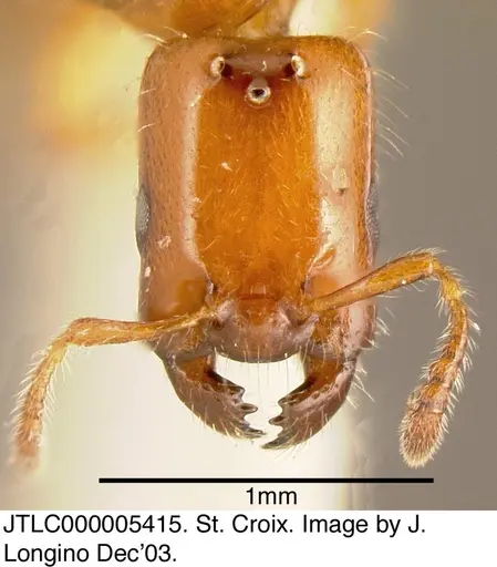 Myrmelachista ambigua specimen JTLC000005415 image jtlc000005415_1