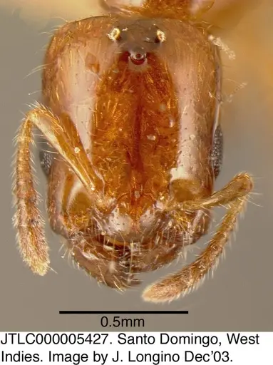 Myrmelachista ambigua specimen JTLC000005427 image jtlc000005427_1