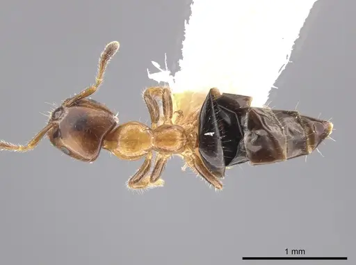 Myrmelachista ambigua specimen LACMENT683223 image lacment683223_1