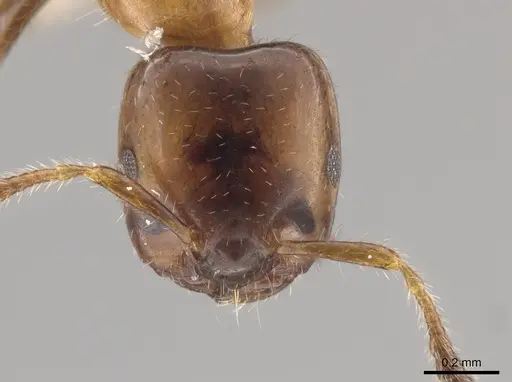 Myrmelachista ambigua specimen LACMENT683223 image lacment683223_2
