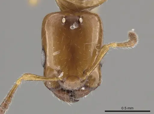 Myrmelachista ambigua specimen MCZ-ENT00593784 image mcz-ent00593784_2