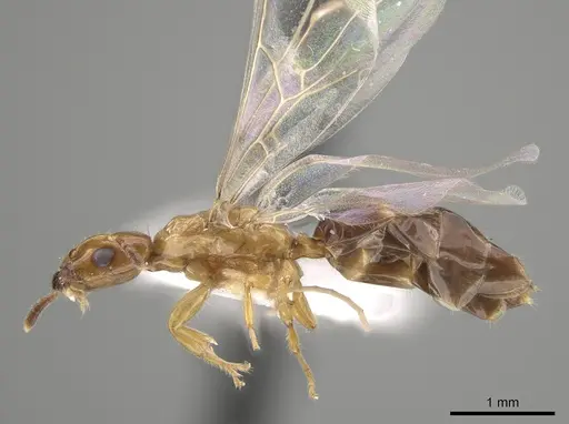 Myrmelachista ambigua specimen MCZ-ENT00593784 image mcz-ent00593784_3