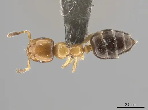 Myrmelachista ambigua specimen MCZ-ENT00793670 image mcz-ent00793670_1