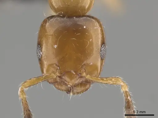 Myrmelachista ambigua specimen MCZ-ENT00793670 image mcz-ent00793670_2