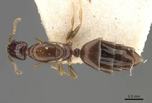 Myrmelachista arborea specimen CASENT0909911 image casent0909911_1