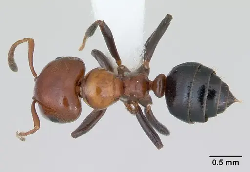 Myrmelachista arthuri specimen CASENT0173484 image casent0173484_1