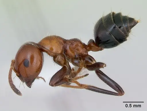 Myrmelachista arthuri specimen CASENT0173484 image casent0173484_3