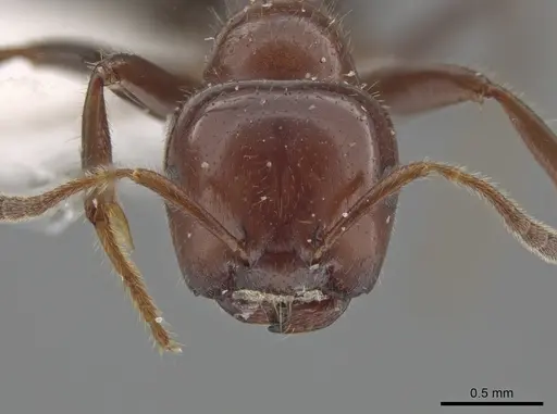 Myrmelachista arthuri specimen CASENT0647364 image casent0647364_2