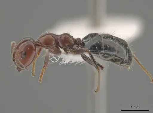 Myrmelachista arthuri specimen CASENT0647364 image casent0647364_3