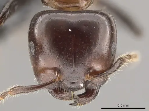 Myrmelachista arthuri specimen CASENT0654154 image casent0654154_2