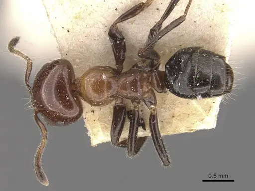 Myrmelachista arthuri specimen CASENT0909913 image casent0909913_1
