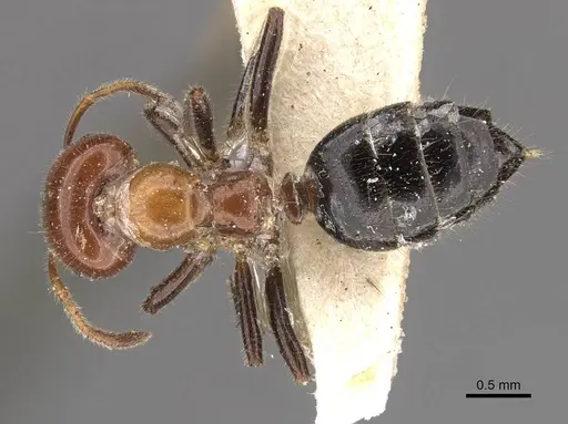 Myrmelachista arthuri specimen CASENT0909914 image casent0909914_1