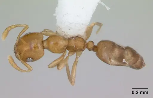 Myrmelachista bambusarum specimen CASENT0173485 image casent0173485_1