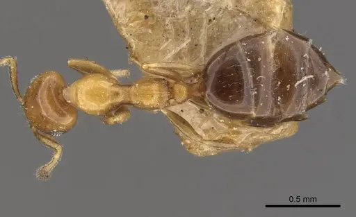 Myrmelachista bambusarum specimen CASENT0909915 image casent0909915_1