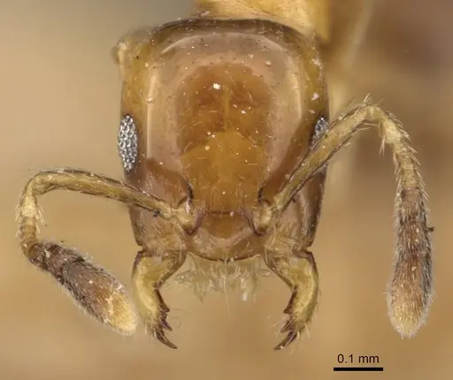 Myrmelachista bambusarum specimen CASENT0909915 image casent0909915_2