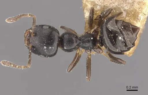 Myrmelachista bettinae specimen CASENT0909916 image casent0909916_1