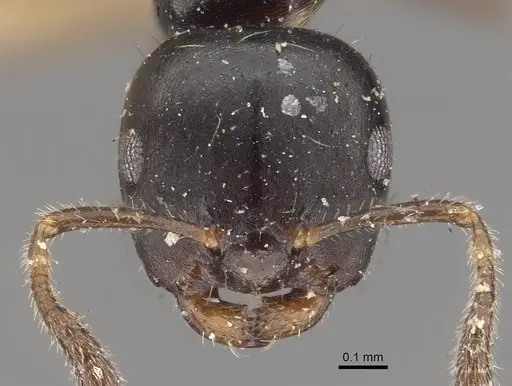Myrmelachista bettinae specimen CASENT0909916 image casent0909916_2