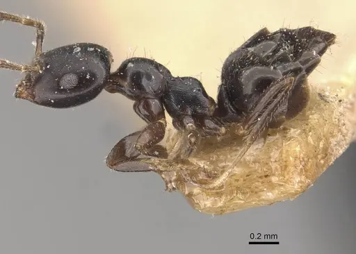 Myrmelachista bettinae specimen CASENT0909916 image casent0909916_3