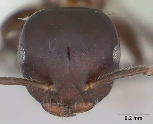 Myrmelachista catharinae specimen CASENT0173486 image casent0173486_2