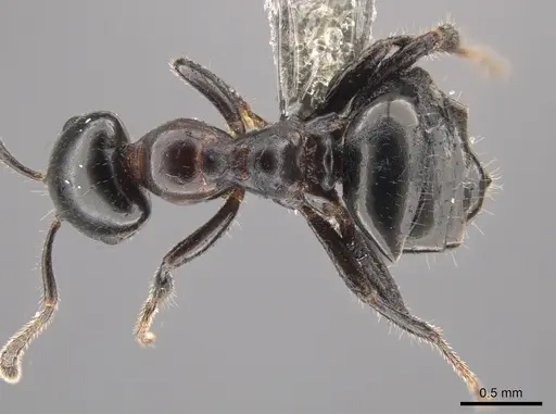 Myrmelachista catharinae specimen CASENT0647320 image casent0647320_1