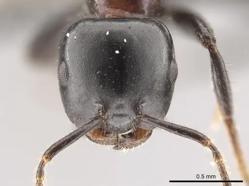 Myrmelachista catharinae specimen CASENT0647320 image casent0647320_2