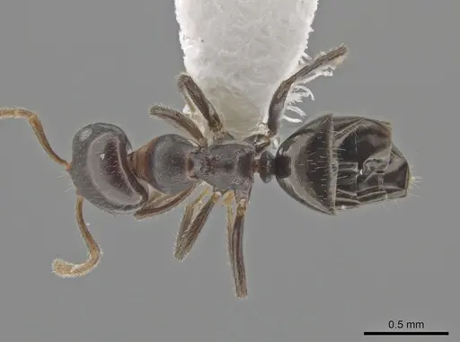 Myrmelachista catharinae specimen CASENT0647384 image casent0647384_1