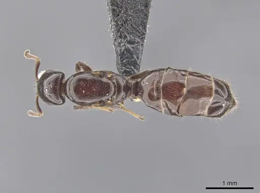 Myrmelachista catharinae specimen CASENT0654155 image casent0654155_1