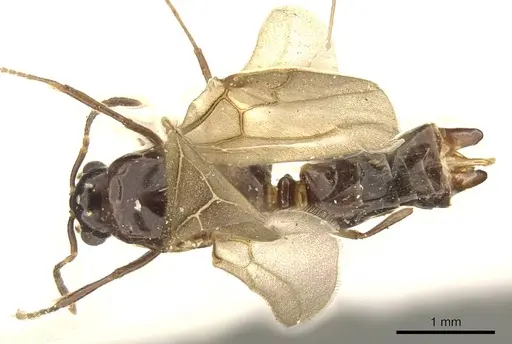 Myrmelachista catharinae specimen CASENT0915738 image casent0915738_1