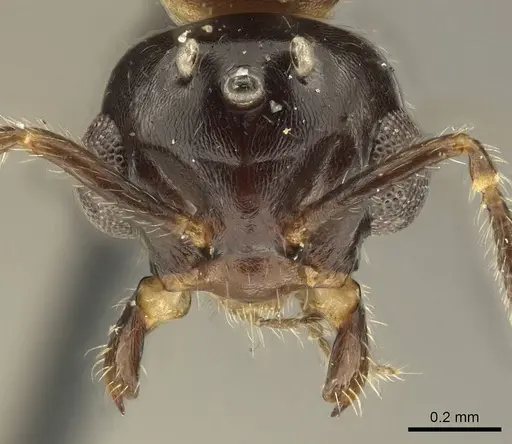 Myrmelachista catharinae specimen CASENT0915738 image casent0915738_2