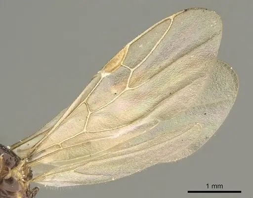 Myrmelachista catharinae specimen CASENT0915738 image casent0915738_4
