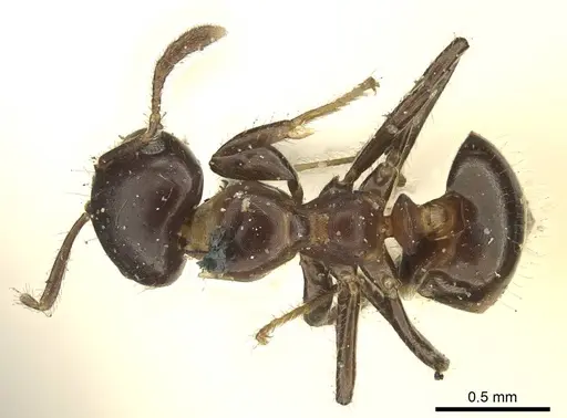 Myrmelachista catharinae specimen CASENT0915739 image casent0915739_1