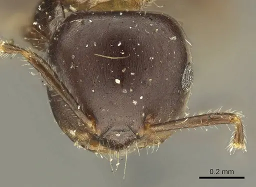 Myrmelachista catharinae specimen CASENT0915739 image casent0915739_3