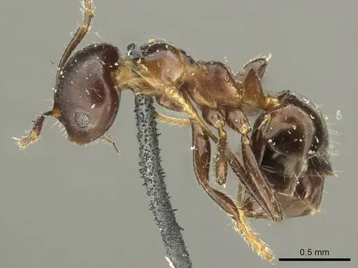 Myrmelachista catharinae specimen CASENT0915739 image casent0915739_4