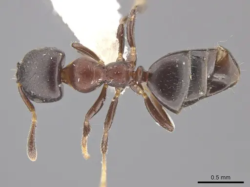 Myrmelachista catharinae specimen MZSP70855 image mzsp70855_1