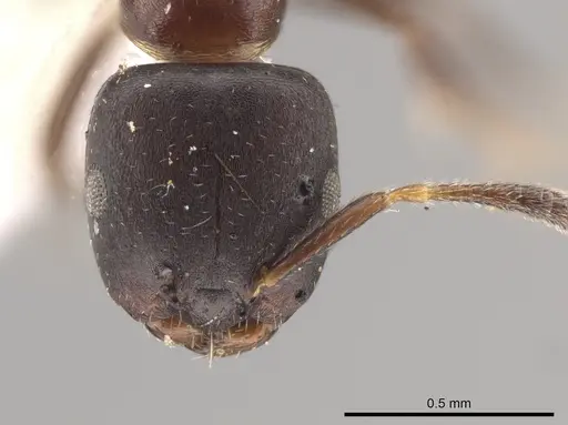Myrmelachista catharinae specimen MZSP70855 image mzsp70855_2