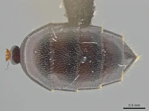 Myrmelachista catharinae specimen UFV-LABECOL-002760 image ufv-labecol-002760_2