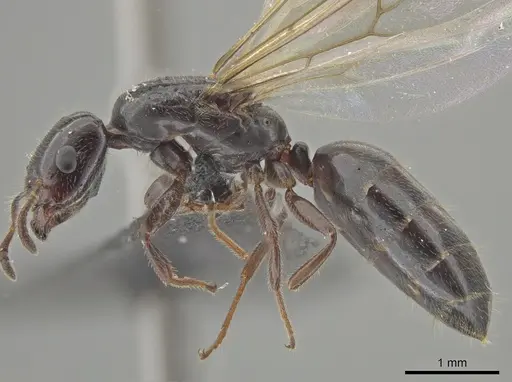 Myrmelachista catharinae specimen UFV-LABECOL-002760 image ufv-labecol-002760_4