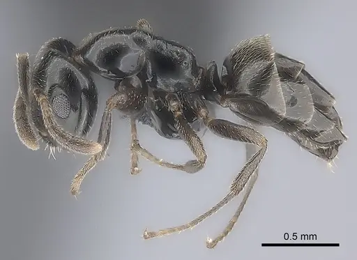 Myrmelachista chilensis specimen CASENT0066292 image casent0066292_3