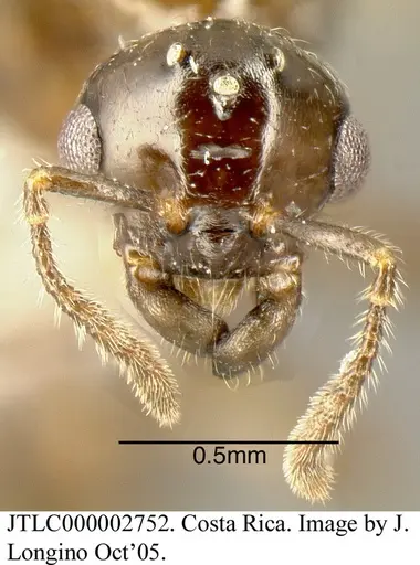 Myrmelachista cooperi specimen JTLC000002752 image jtlc000002752_1